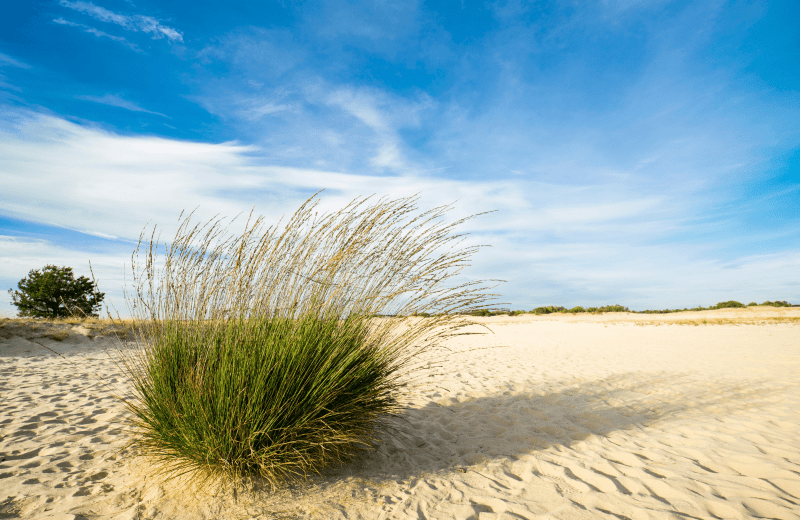 De Loonse en Drunense Duinen