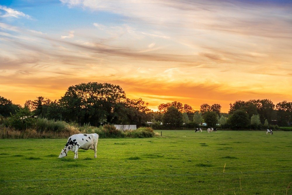 Omgeving Terheijden natuur